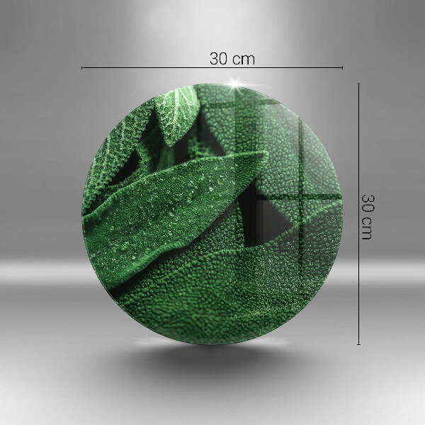 De vidrio templado Las hojas de la planta