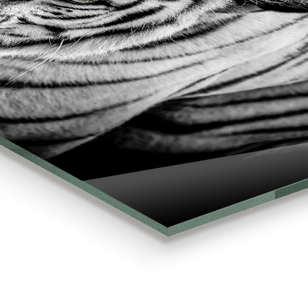 Paneles de pared Tigre siberiano blanco