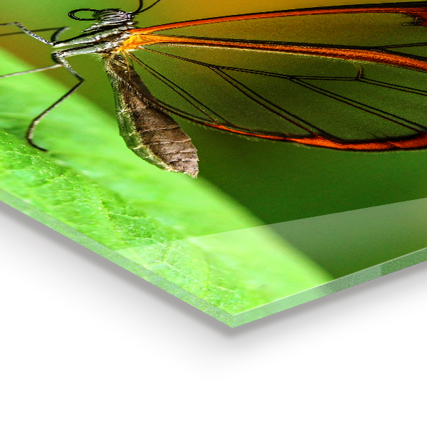 Paneles de pared Mariposa en una hoja