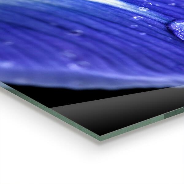 Paneles de pared Flor de iris púrpura