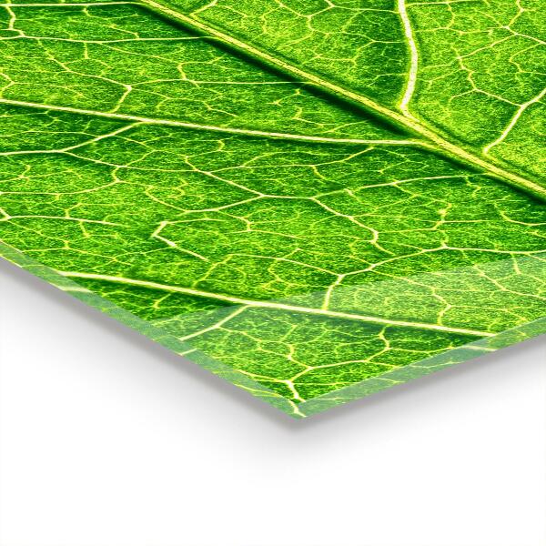 Paneles de pared Detalles delicados de las hojas