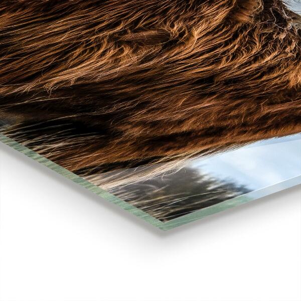 Paneles de pared Vaca de las tierras altas de boho