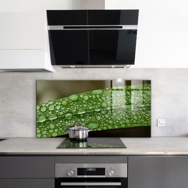Paneles de vidrio para la cocina Hoja verde después de la lluvia