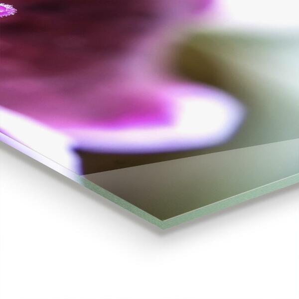 Paneles de vidrio para la cocina Detalles de la naturaleza de la flor rosa