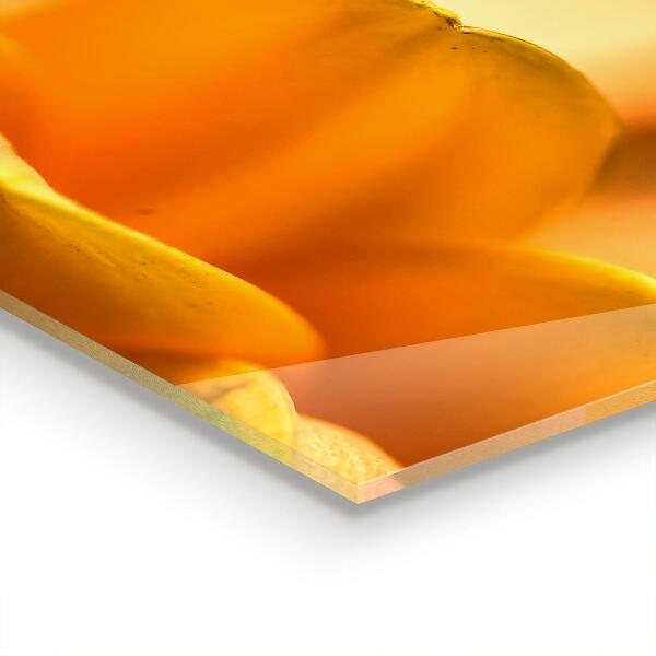 Paneles de vidrio para la cocina Flor de gerbera