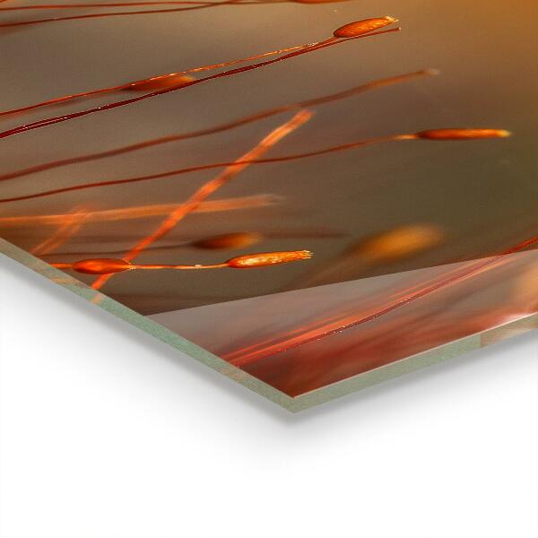 Paneles de vidrio para la cocina Campo de cereales al atardecer