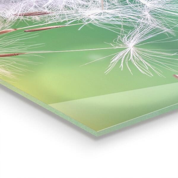 Paneles de vidrio para la cocina Diente de león diente de león en el viento