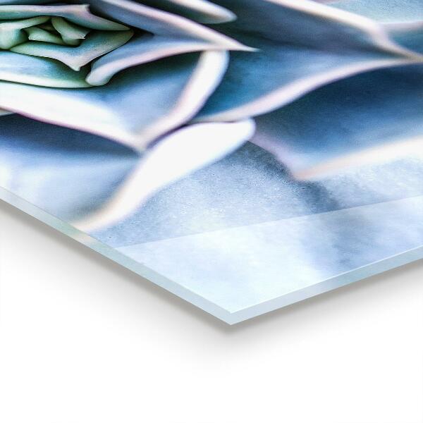 Paneles de vidrio para la cocina Cactus suculentas