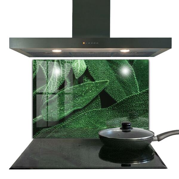 Paneles de vidrio para la cocina Hojas verdes después de la lluvia