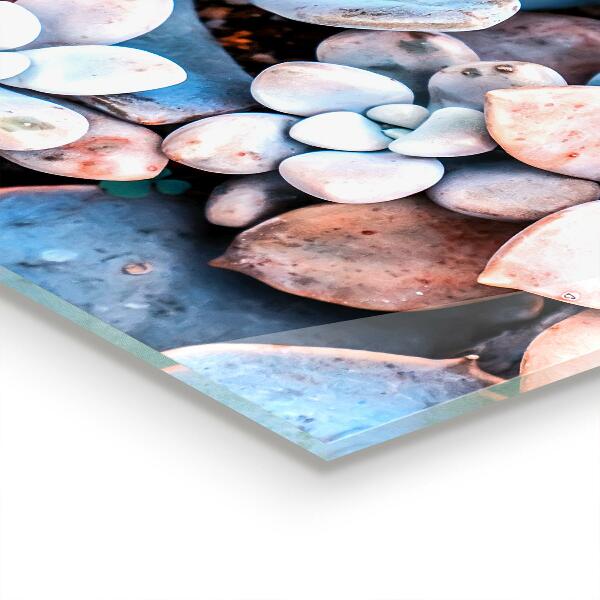 Paneles de vidrio para la cocina Suculentas coloridas