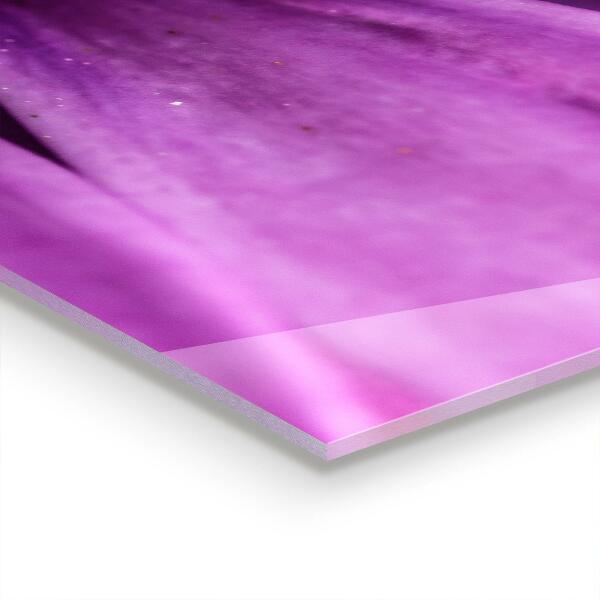 Paneles de vidrio para la cocina Flor de verano púrpura