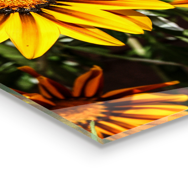 Paneles de vidrio para la cocina Flor amarilla en la pradera