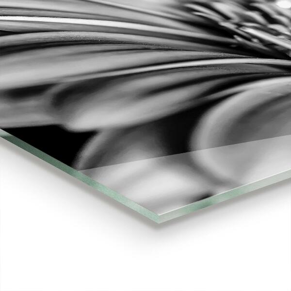 Paneles de vidrio para la cocina Foto en blanco y negro de gerber