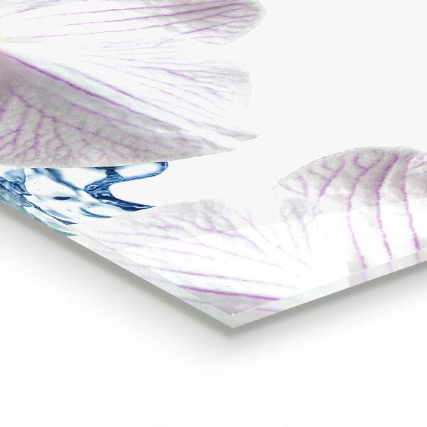 Paneles de vidrio para la cocina Orquídea rociada con agua