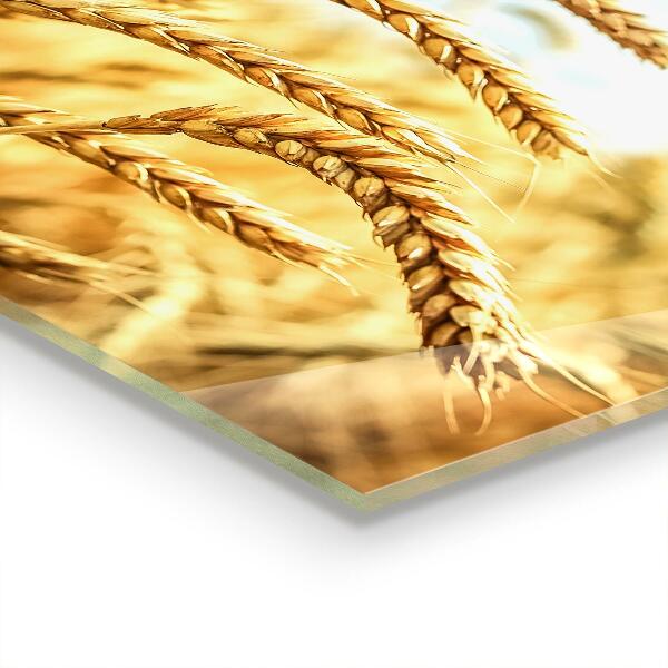 Paneles de vidrio para la cocina Regalos de cereales de la madre naturaleza