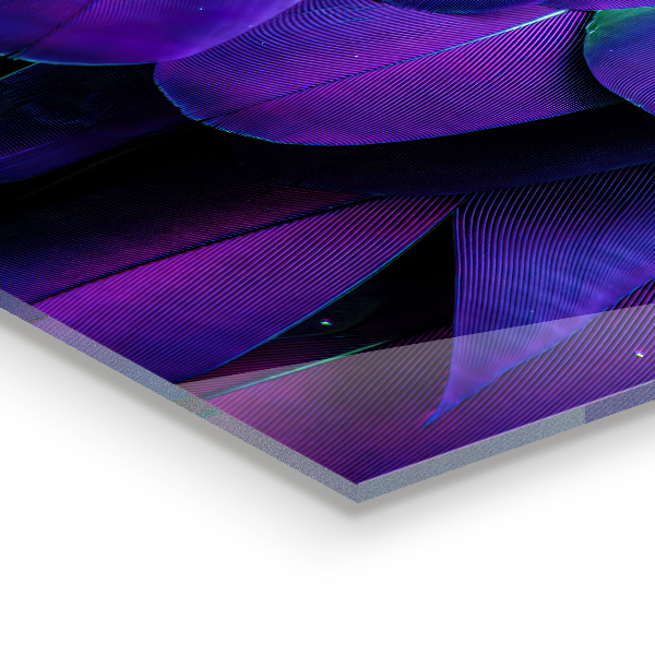 Paneles de vidrio para la cocina Plumas de aves exóticas