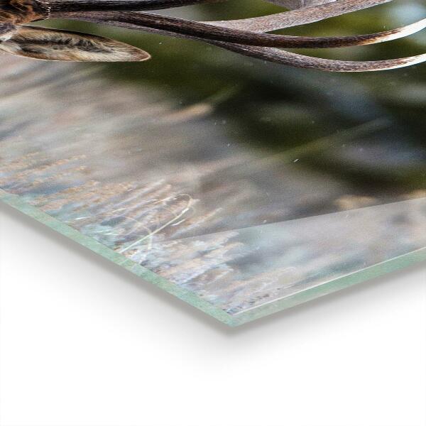 Paneles de pared Ciervos fauna