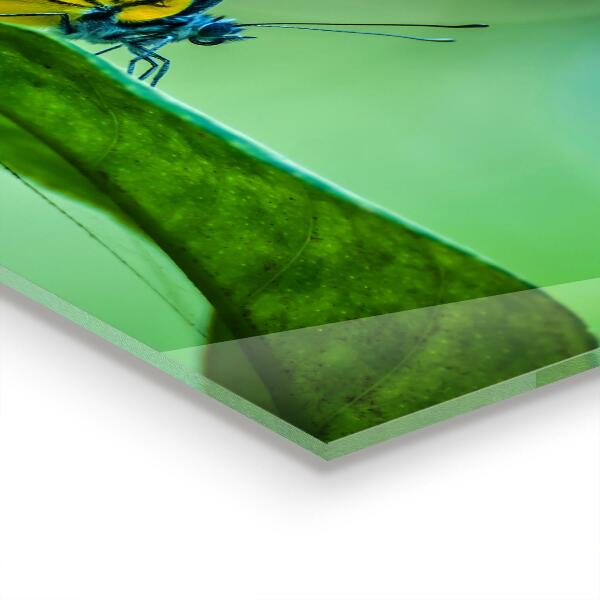 Paneles de pared Mariposa descansando sobre una hoja