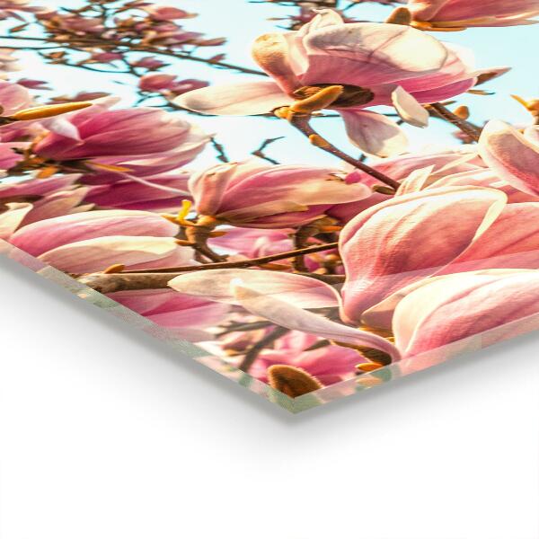 Paneles de pared Magnolia floreciente